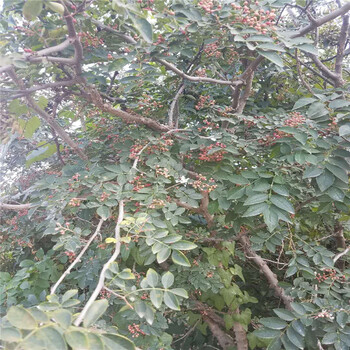 適合南方種植花椒苗廠家適應能力強的花椒苗