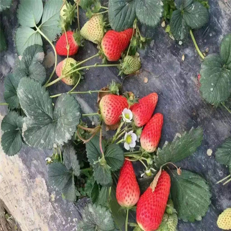 小白草莓苗哪里有草莓苗现货充足