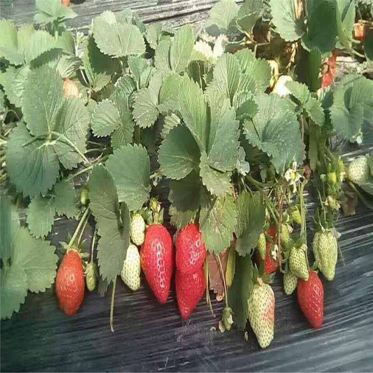 章姬草莓苗批发草莓苗大量供应