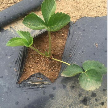 甜寶草莓苗種植基地草莓苗現(xiàn)貨充足