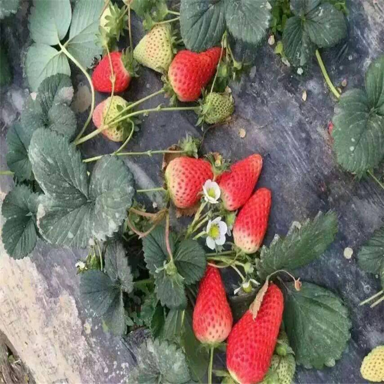 红颜草莓苗哪里有草莓苗大量有货