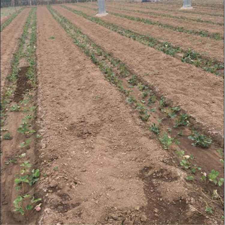 山东省成活率高草莓苗厂家