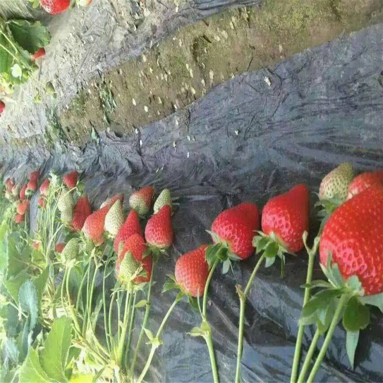 小白草莓苗厂家产量高草莓苗出售