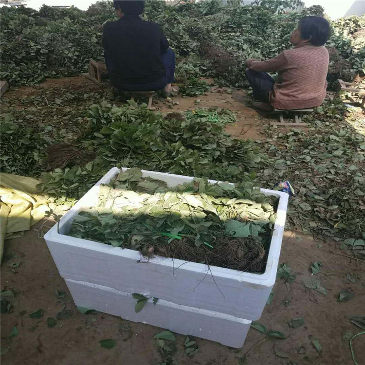 甜宝草莓苗种植基地草莓苗大量供应