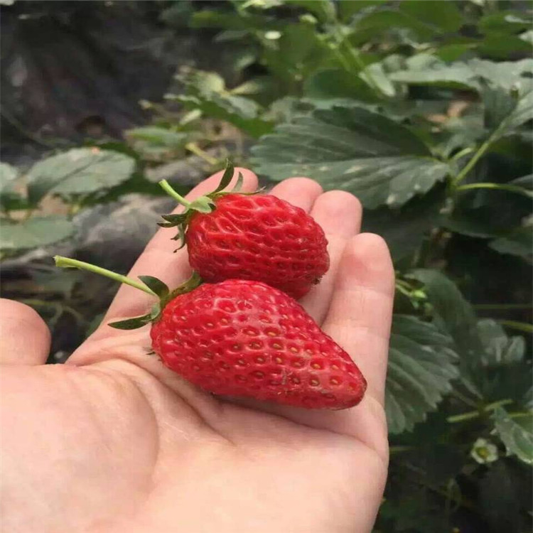海南省章姬草莓苗厂家