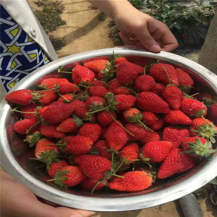 红颜草莓苗哪里有草莓苗大量有货