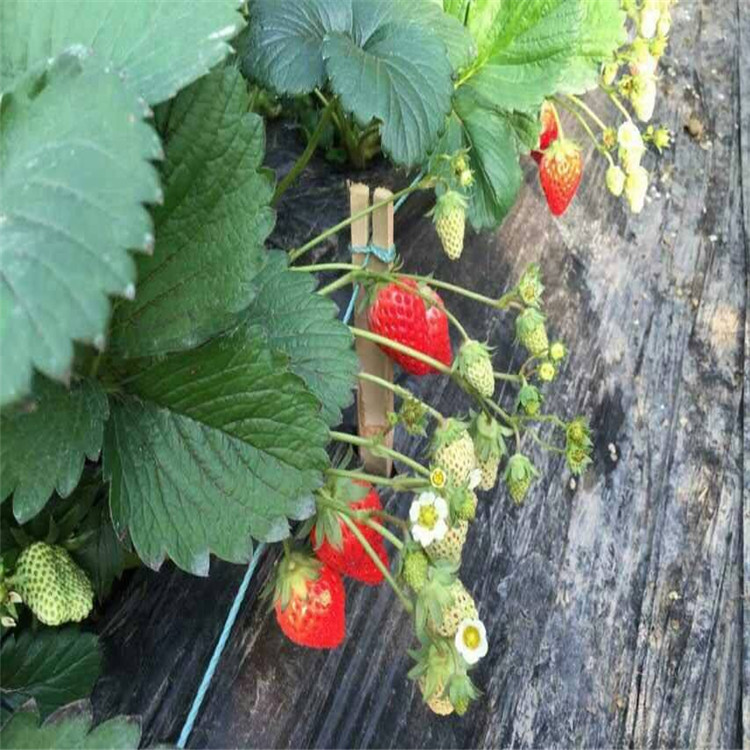甜宝草莓苗厂家适应能力强的草莓苗