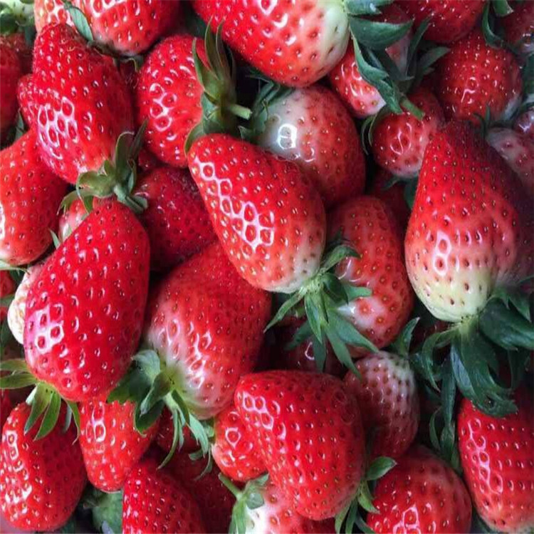吉林省草莓苗厂家