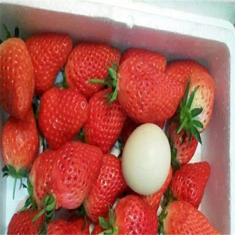 甜宝草莓苗种植基地草莓苗大量供应