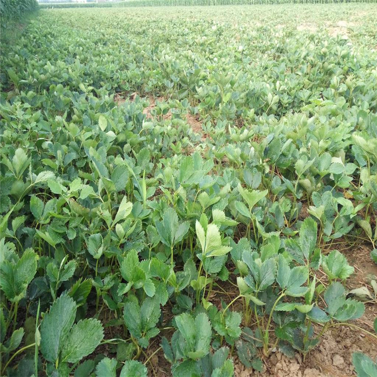 甜宝草莓苗种植基地草莓苗大量供应