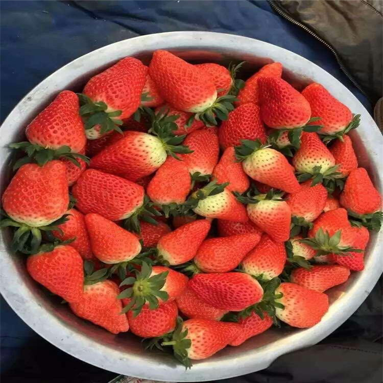 红颜草莓苗价格产量高草莓苗出售