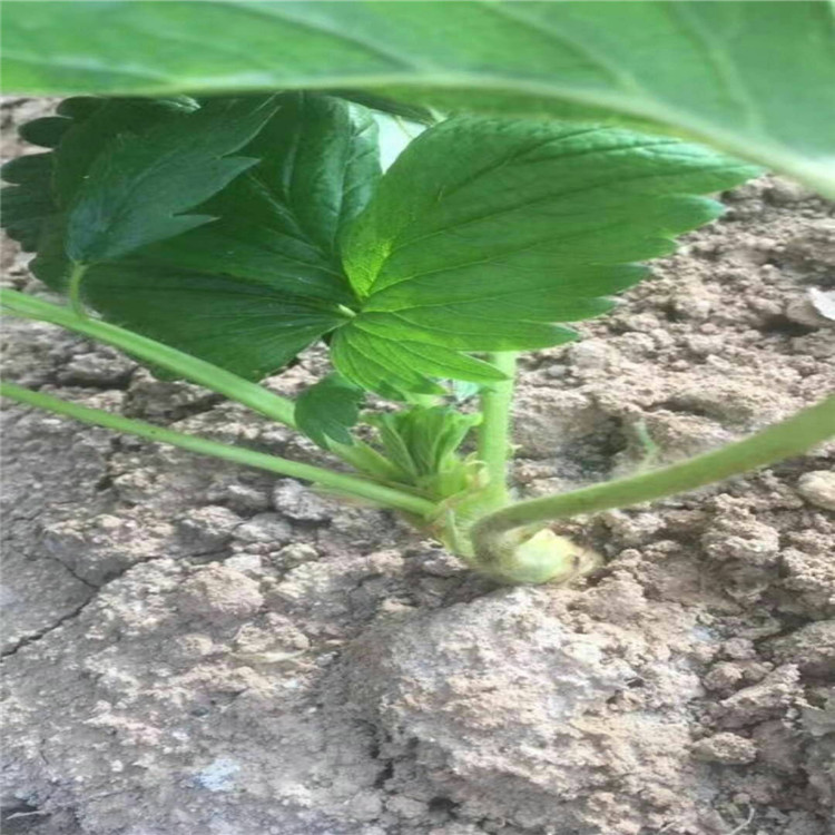 甜宝草莓苗种植基地草莓苗大量供应