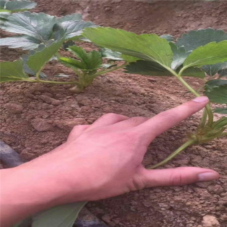 成活率高草莓苗种植基地产量高草莓苗出售