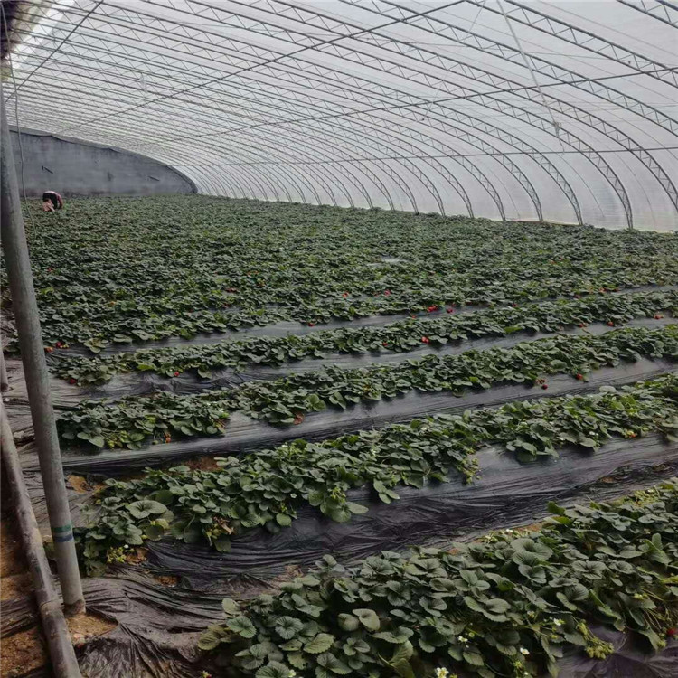 红颜草莓苗批发根系发达草莓苗