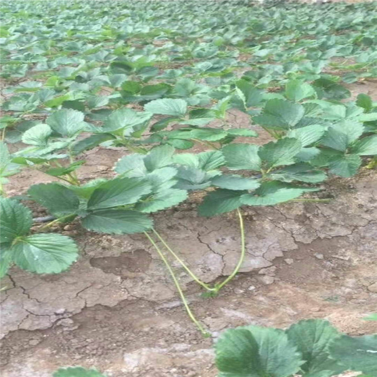 甜宝草莓苗种植基地草莓苗大量有货