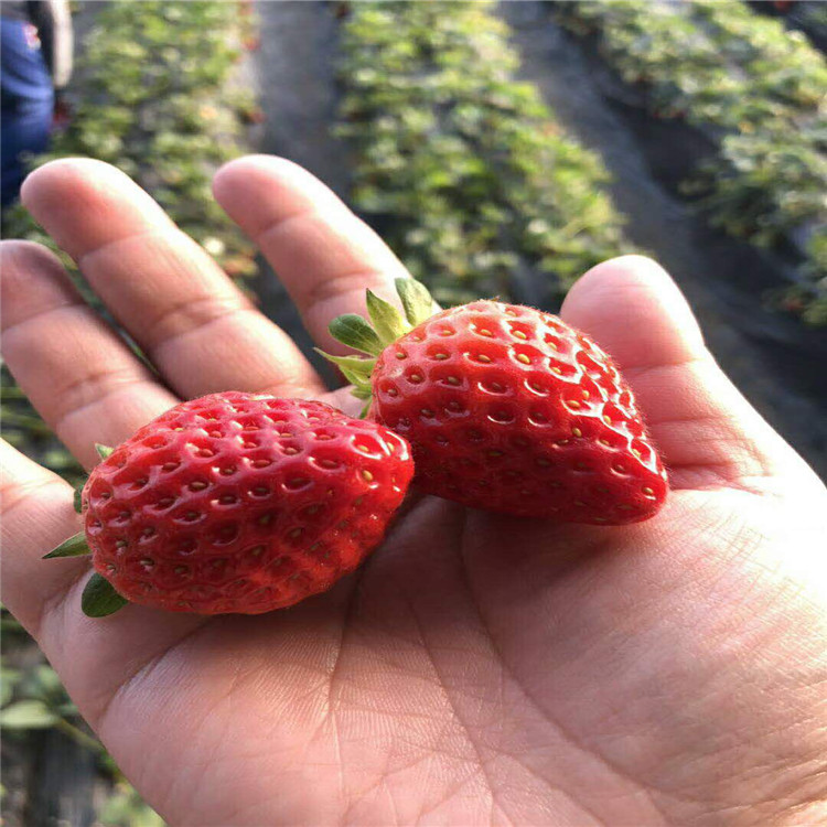 山东省成活率高草莓苗厂家