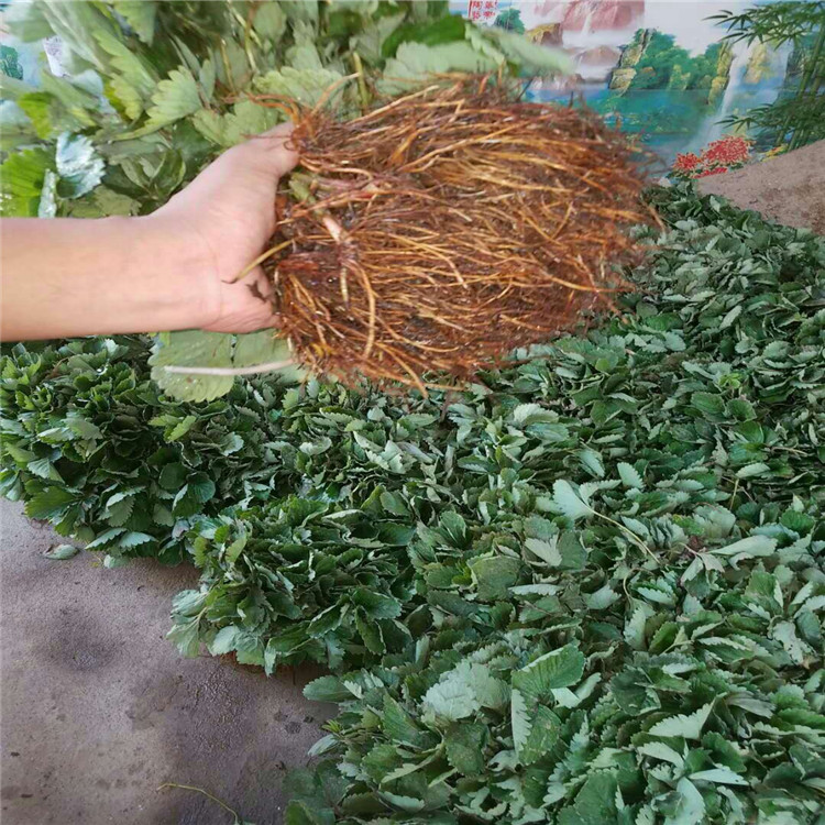 小白草莓苗价格草莓苗大量供应