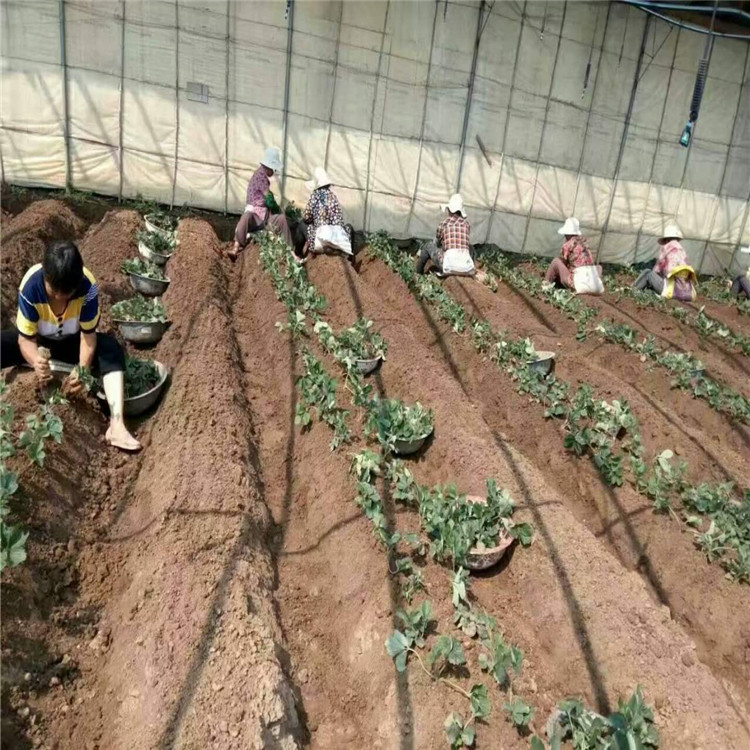 小白草莓苗哪里有产量高草莓苗出售