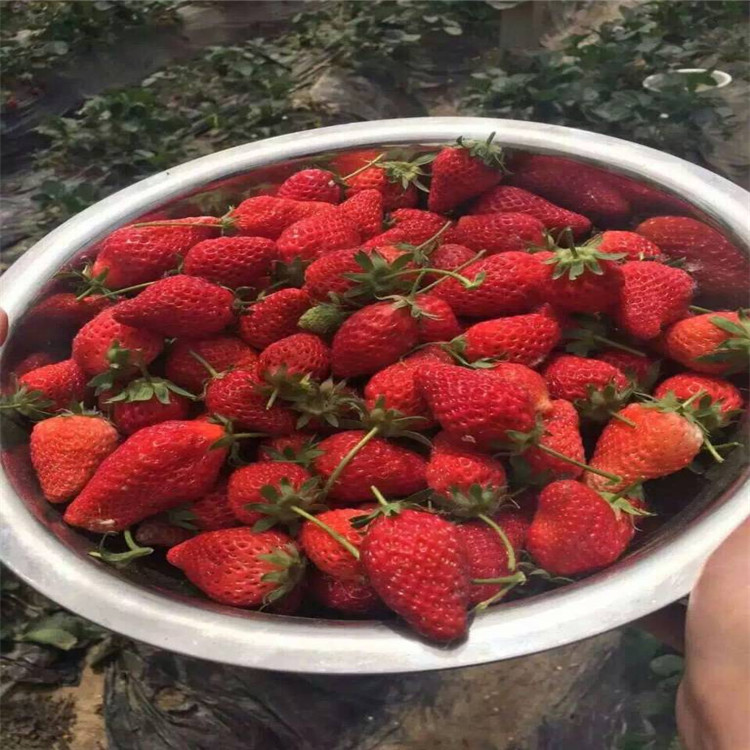 甜宝草莓苗多少钱一棵草莓苗出售