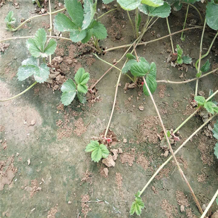 小白草莓苗哪里有产量高草莓苗出售