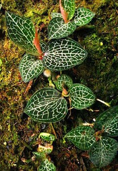 貴州華科金農(nóng)御貴草金線蓮種植成為了當(dāng)下創(chuàng)業(yè)者新選擇