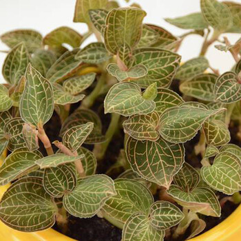 貴州華科金農(nóng)御貴草金線蓮種植打造舞臺主角