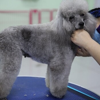 汕头学习宠物美容师训犬师宠物医疗加盟宠物店