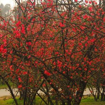 成都紅千層,成都紅千層苗圃紅千層價格