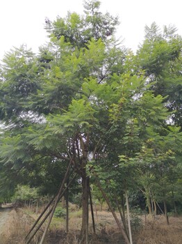 成都藍花楹成都防凍藍花楹15cm1800元