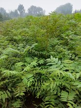 山东泰安吉瑞园艺场供应0.5-3公分的优质红油香椿苗图片