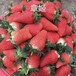 福建圣诞红草莓苗批发，基地优质草莓苗