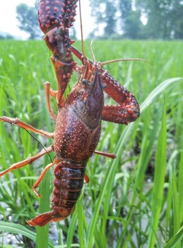 北京小龙虾批发市场全国供应