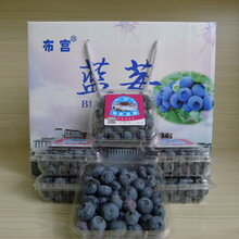 西藏“布宫”牌高原有机蓝莓图片