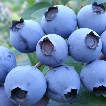 西藏林芝布宫牌原生态蓝莓预售