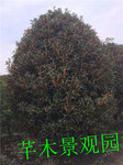 工程苗木丛生地笼桂花地径12-13公分高3-3.5米价格