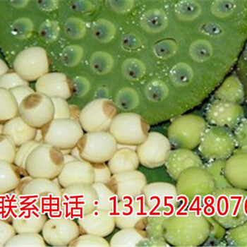 紅花蓮哪家比較好_觀賞荷花價格_廣昌千戶特產(chǎn)