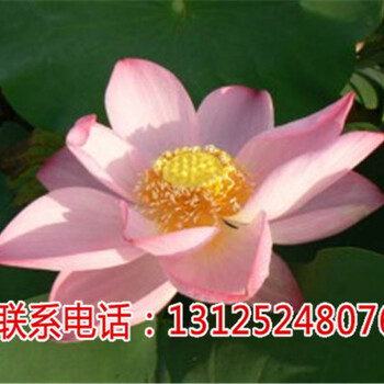贛蓮怎樣種_荷花藕苗種子_廣昌千戶特產(chǎn)