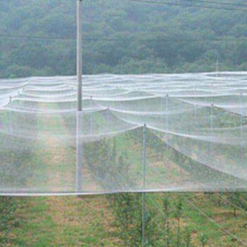 蔬菜网的大棚蔬菜防虫网的网片拼接定做