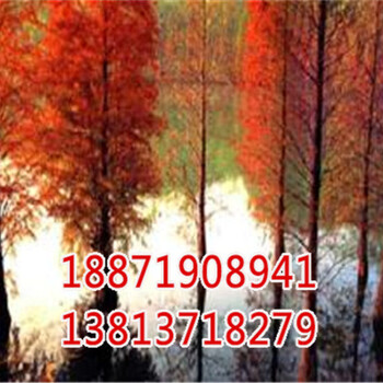 十堰落羽杉供應(yīng)