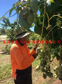 出國(guó)人人想去的澳洲澳洲澳洲高薪誠(chéng)聘