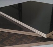 山东宁津建筑木模板工地施工材料易于加工周转次数高
