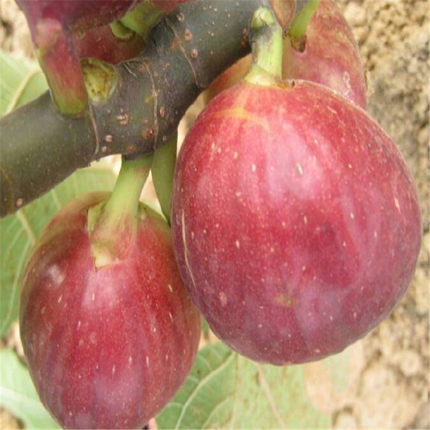 日本紫色無花果多少錢一株 自產(chǎn)自銷無花果苗