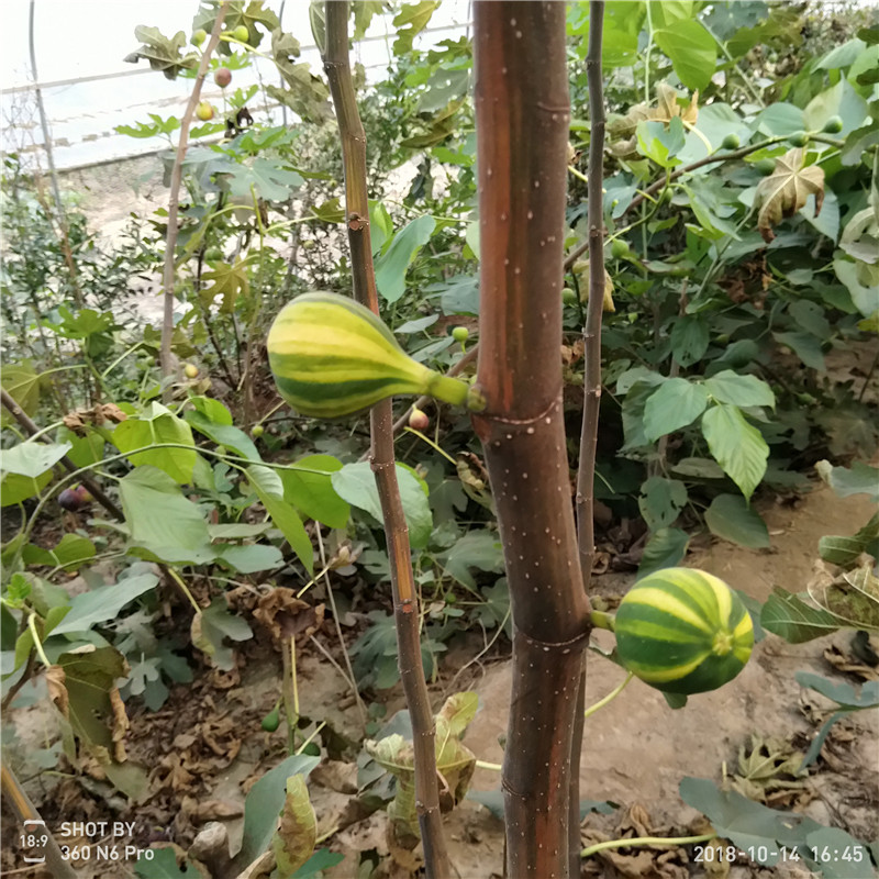 四川無花果苗什么時(shí)候種植 苗圃出售無花果樹苗