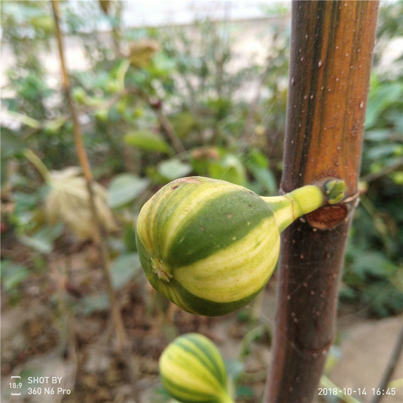 無花果小苗品種 現(xiàn)挖現(xiàn)賣無花果苗