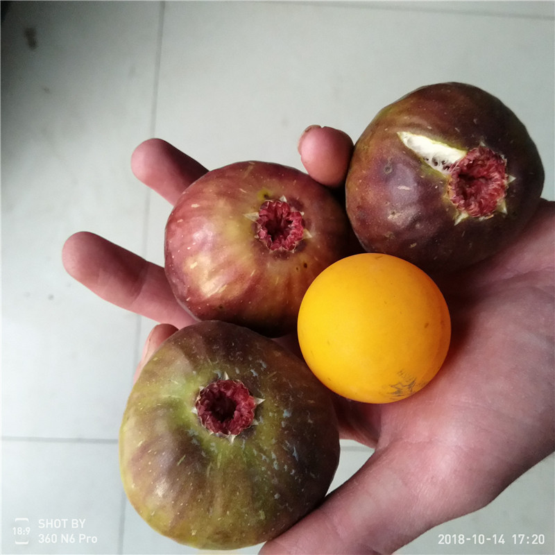 四川無花果苗什么時(shí)候種植 苗圃出售無花果樹苗