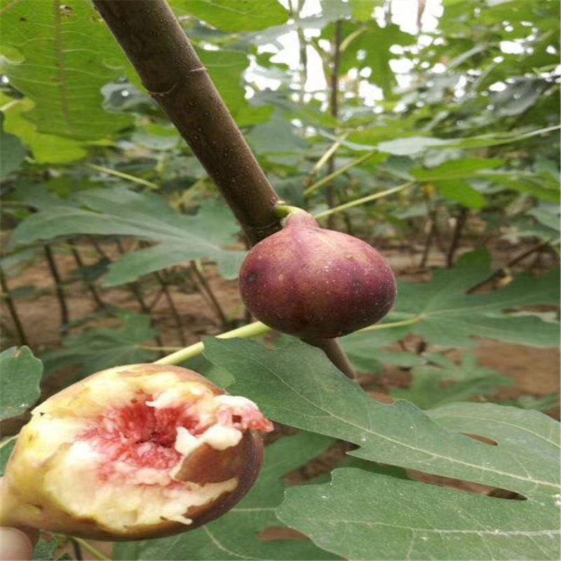 無花果小苗品種 現(xiàn)挖現(xiàn)賣無花果苗