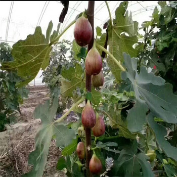 大青皮無花果樹苗新品種基地