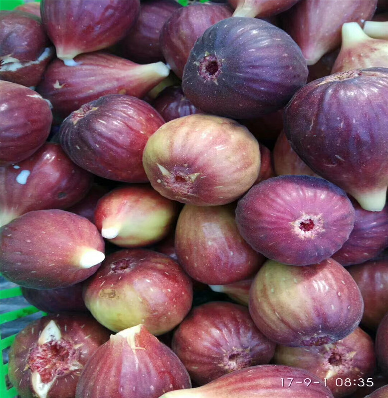 銀莊農業(yè)長期供應波姬紅無花果樹苗多少錢