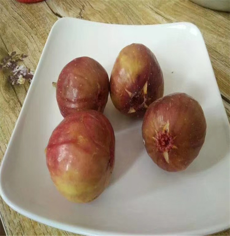 金傲芬無(wú)花果樹苗幾年結(jié)果銀莊農(nóng)業(yè)長(zhǎng)期供應(yīng)