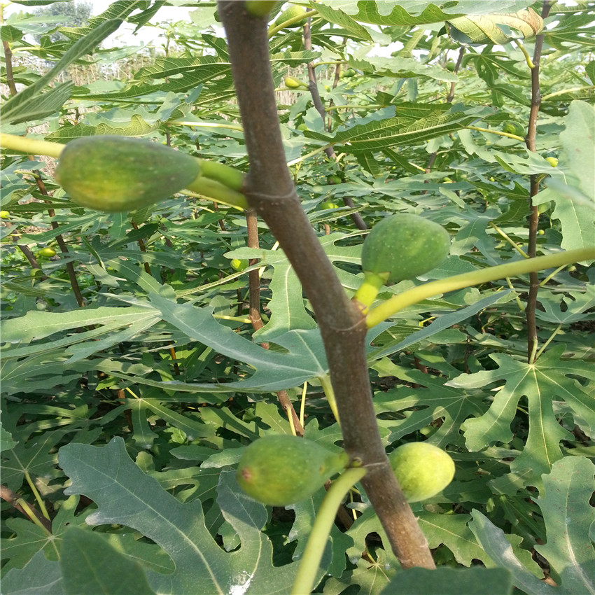 四川无花果苗品种 无花果苗基地